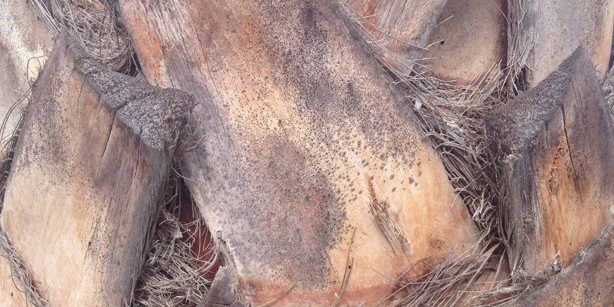 Michael Polder banner