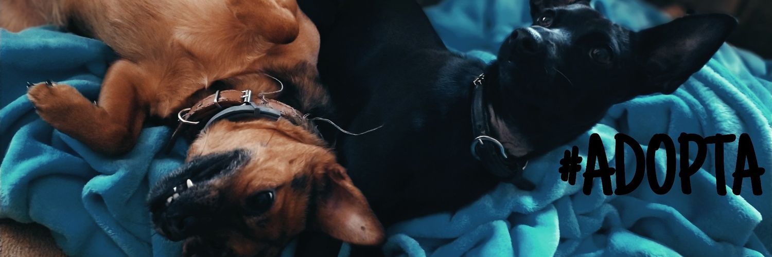 TheSira5's profile banner image