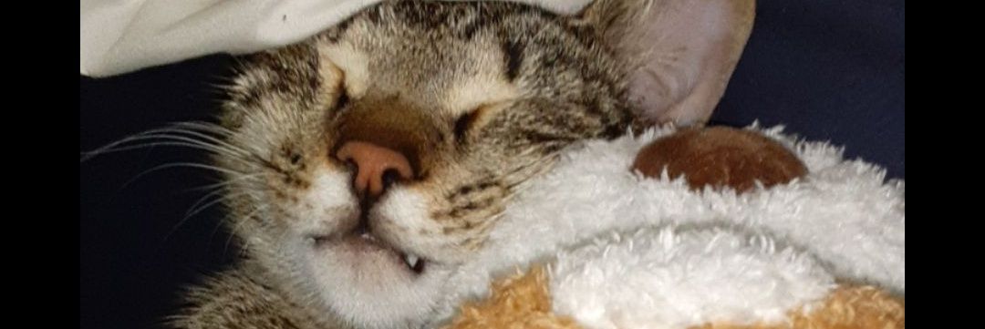 dhopson1998's profile banner image