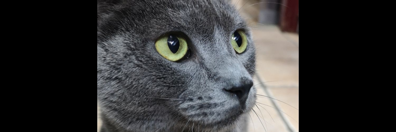 FlequiMeow's profile banner image
