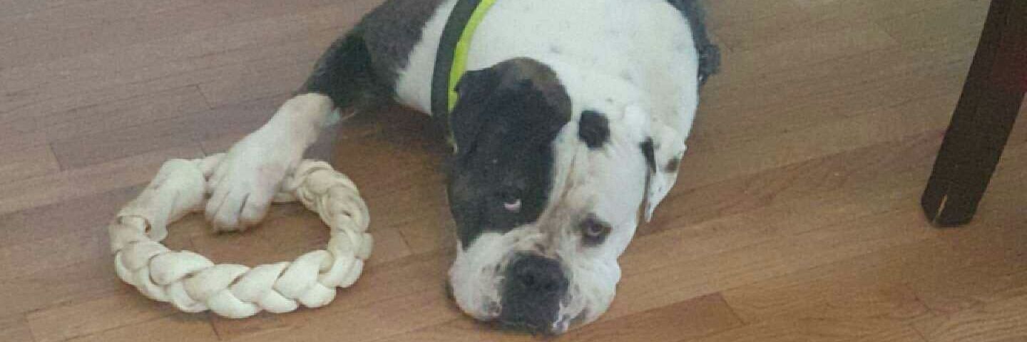 Alex Liszewski banner