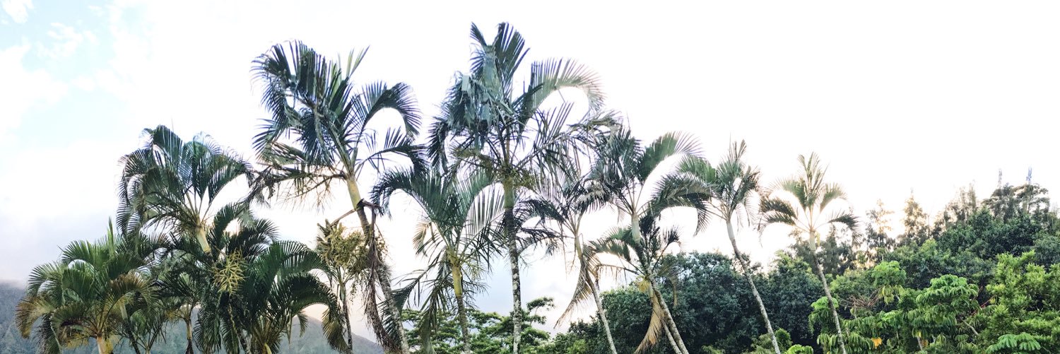 stephnstauff's profile banner image
