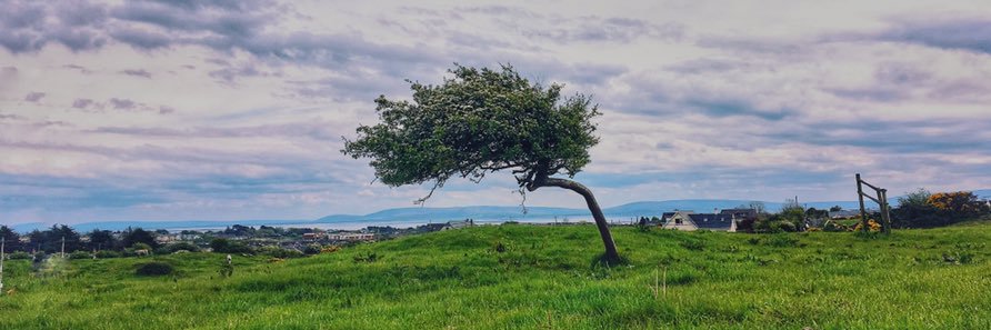 Martina Callanan banner