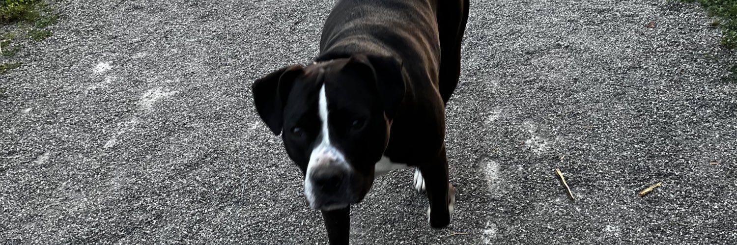 daniellekrz's profile banner image