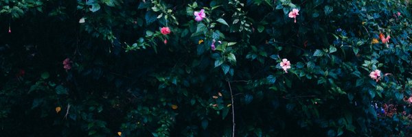 janice❤ Memecoin💛 DROP banner