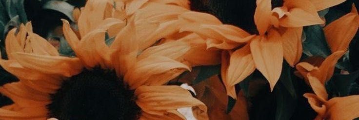 pardosoyyo's profile banner image