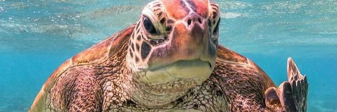 WillyInYoWonka banner