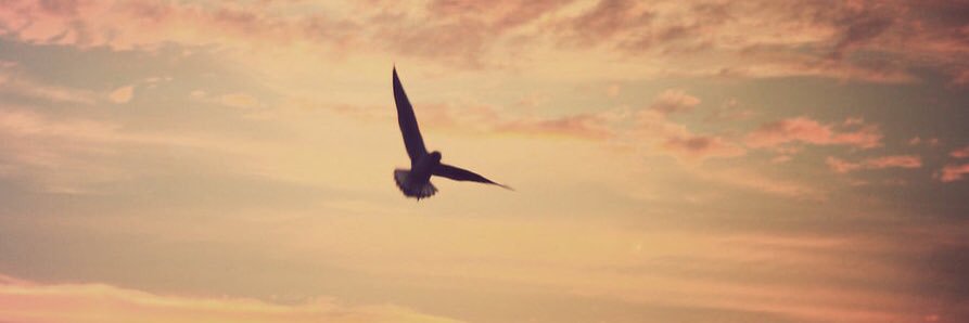 alruod's profile banner image
