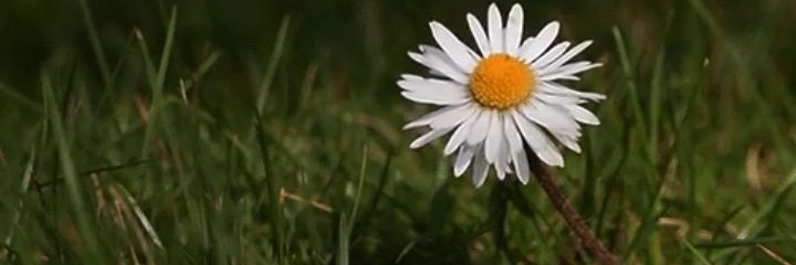 silviapappenhe2's profile banner image