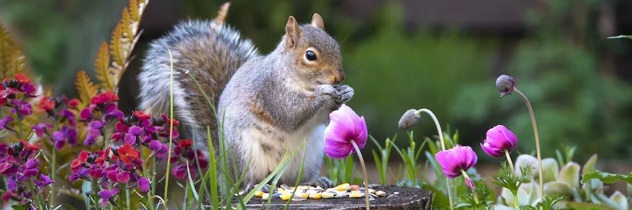 Deanna 🐿️ banner