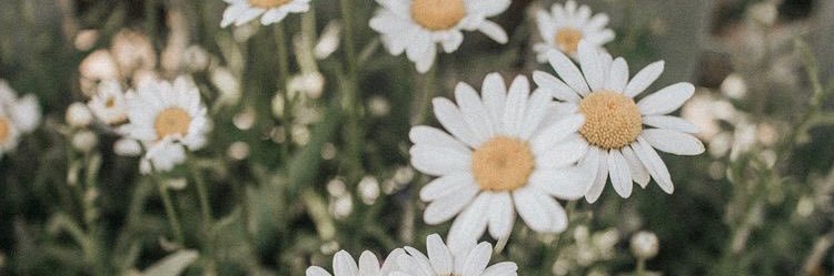 heymyrose's profile banner image