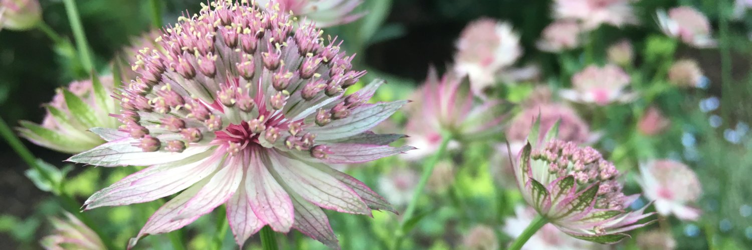 Carolyn Stokes banner