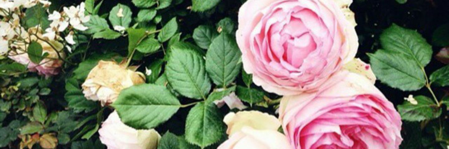 hamsaa85's profile banner image