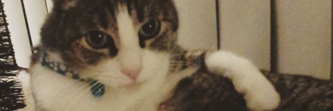 ItsAshweeDuhhh's profile banner image