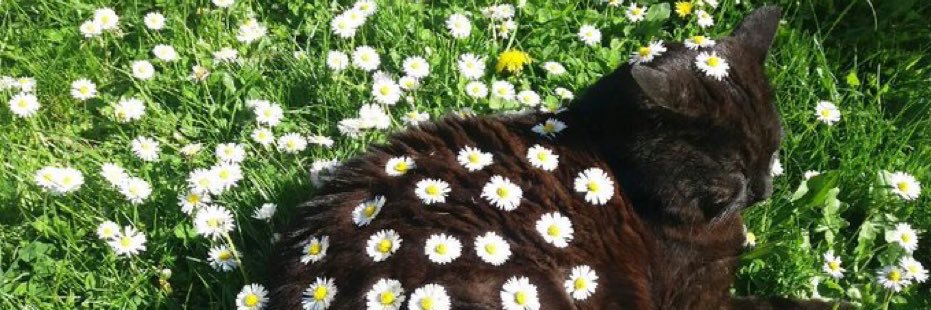 ʕ•ᴥ•ʔ banner