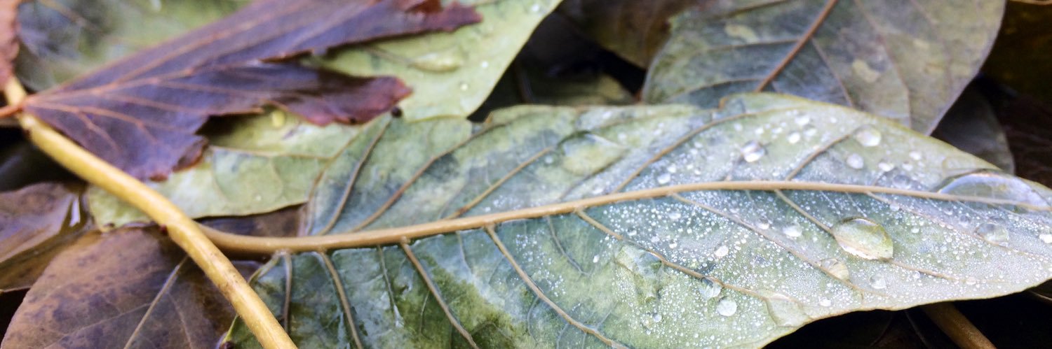 Lowacoaster's profile banner image