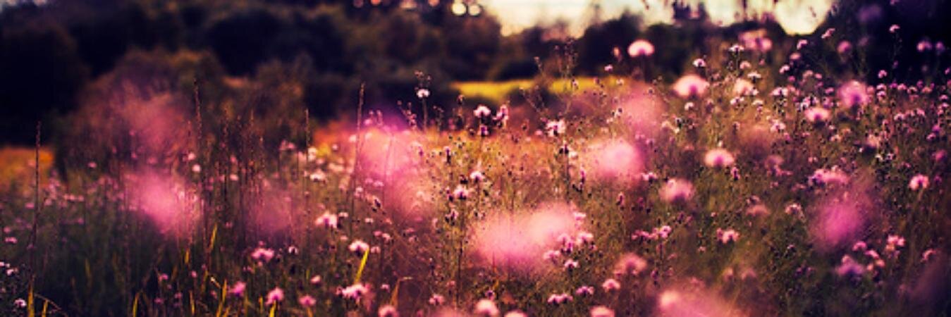 Daniela María Teresa banner