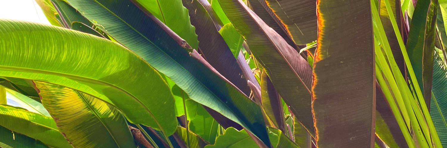 angelmrdc's profile banner image
