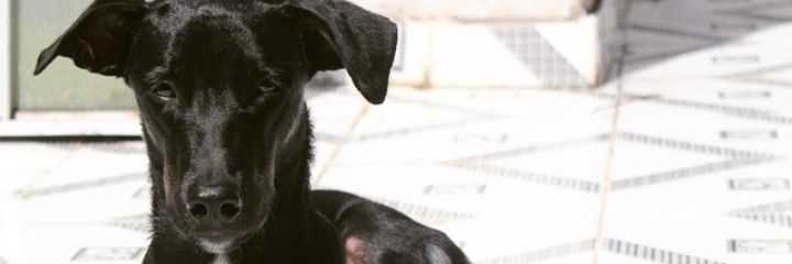 Vivitrix's profile banner image