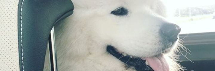 EduardChichioco's profile banner image