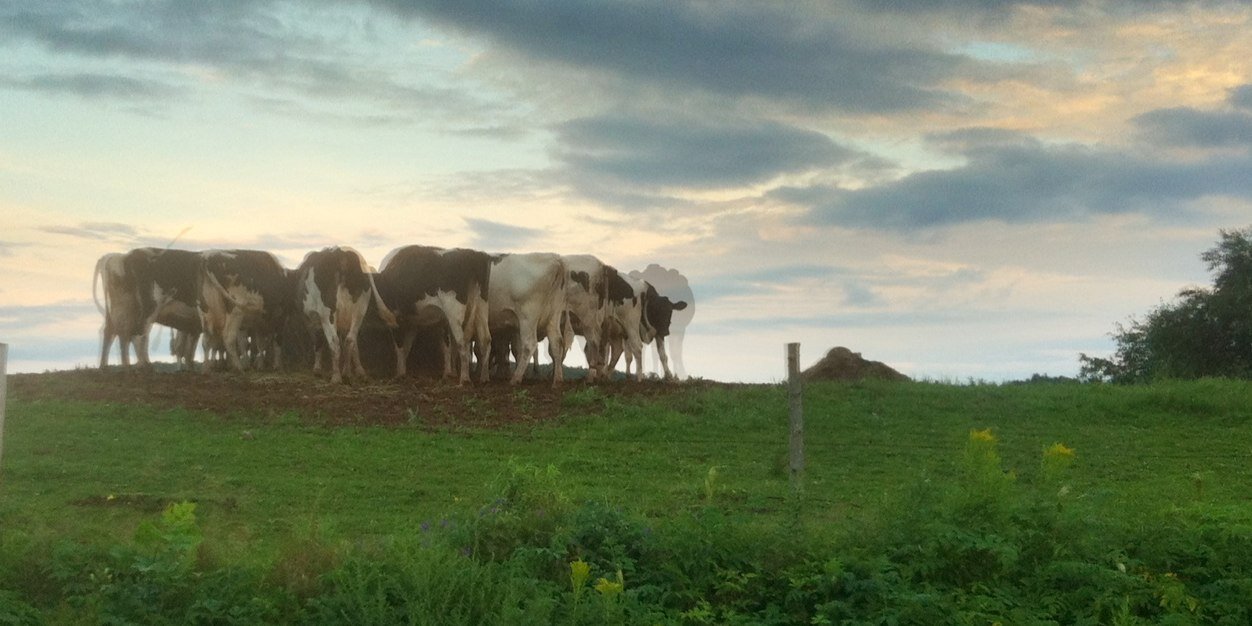 Hugo Kingston Kopp banner