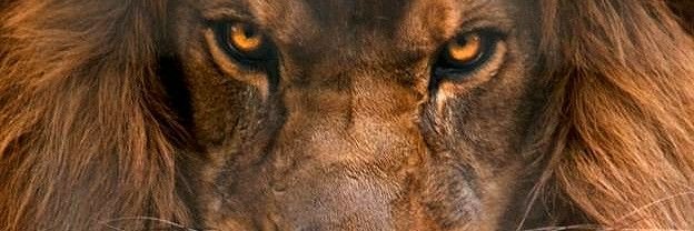 borylorys's profile banner image