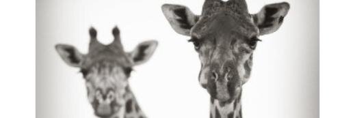 kathickey's profile banner image