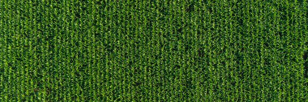 Seeds_Canada Profile Banner