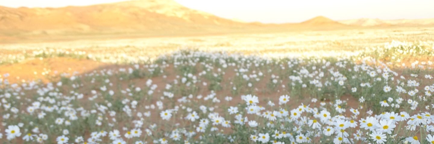 thovm's profile banner image