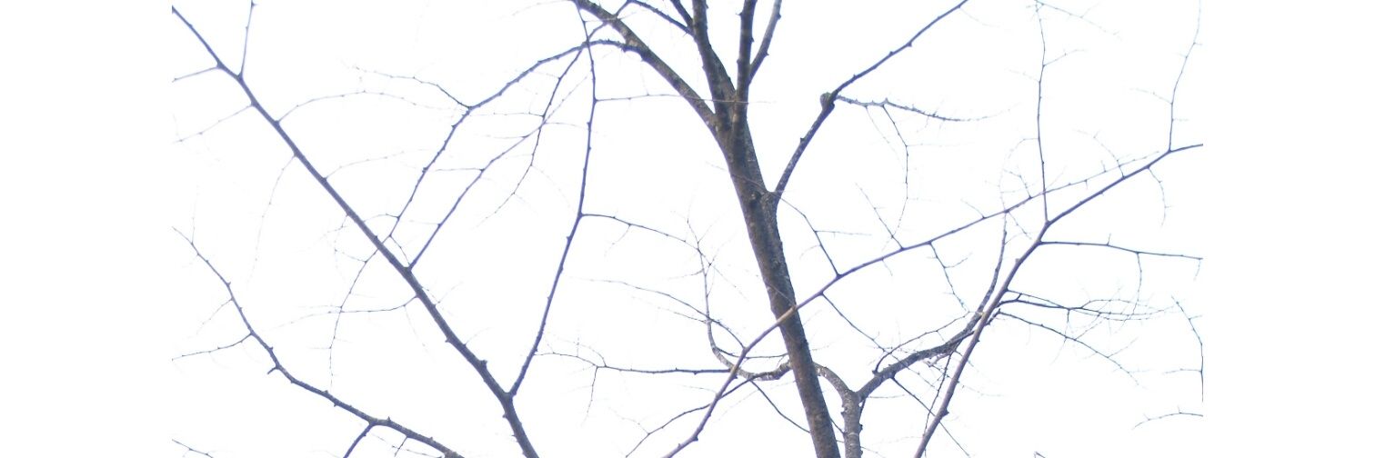 DeathlyLoveee's profile banner image