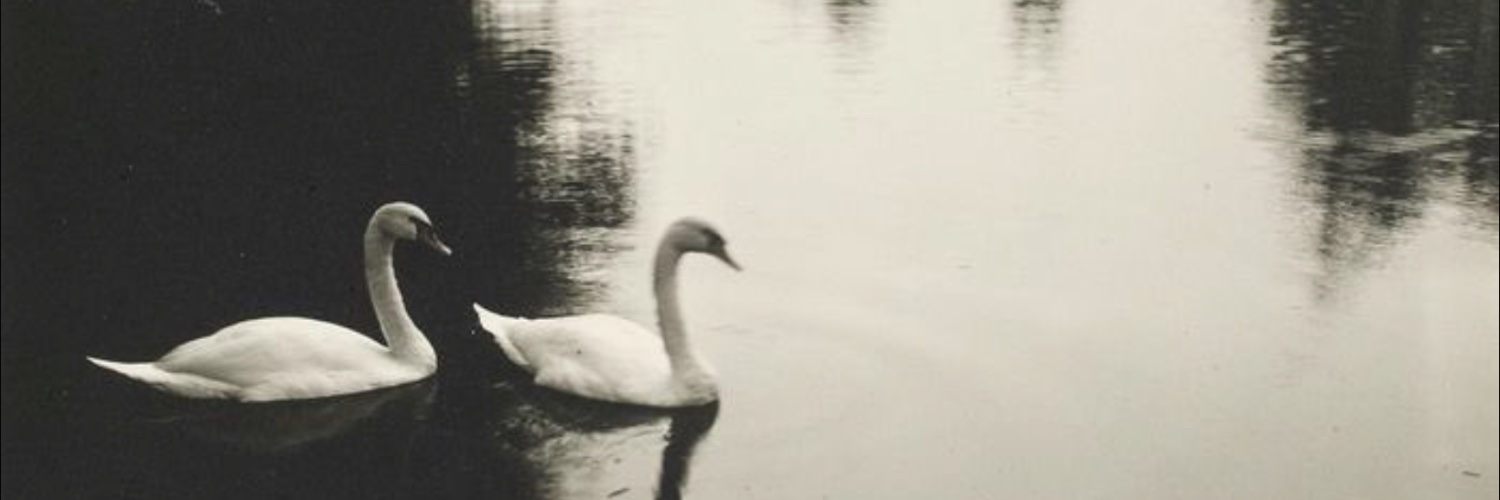 scarvirgin's profile banner image