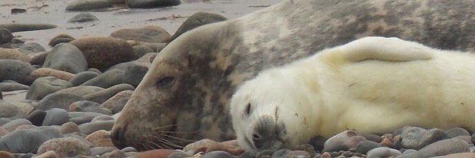 South Walney Nature Reserve banner