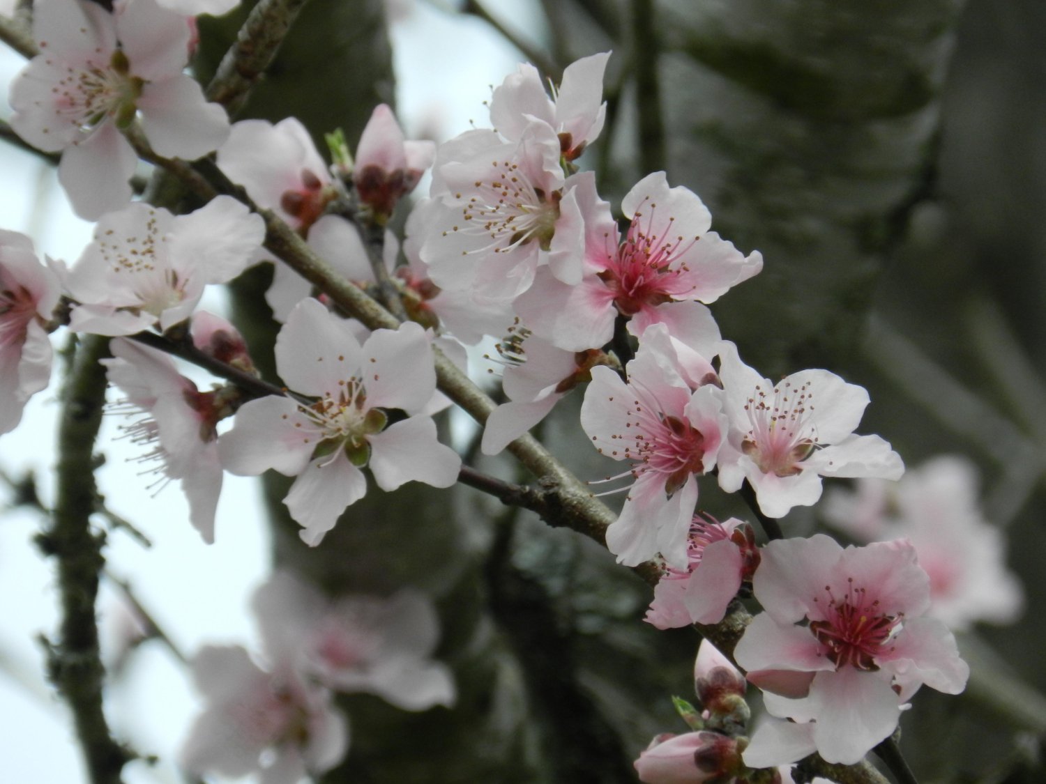 Sofía Castro Mariel banner