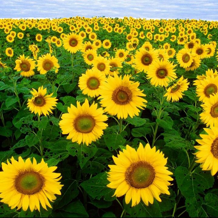 HoneySuhandi's profile banner image