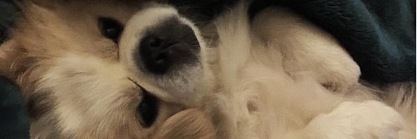 Kittenfish817 Profile Banner