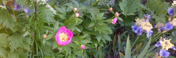 sonyasavage Profile Banner