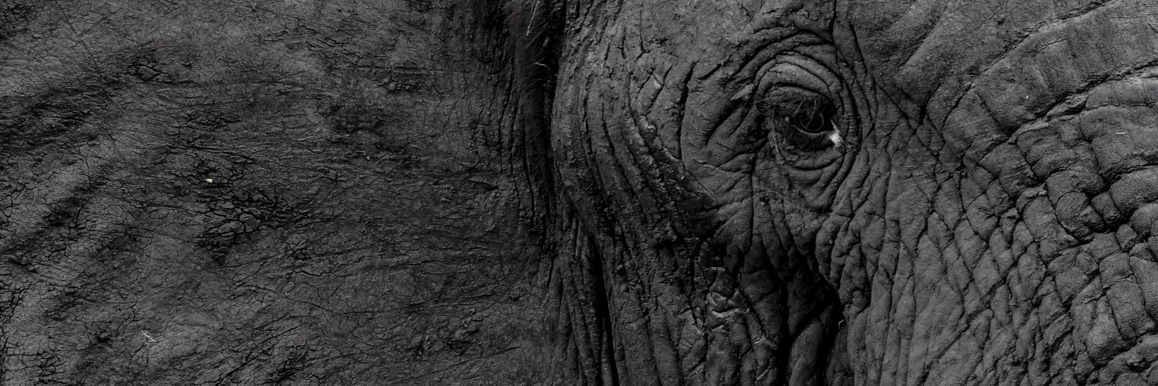 travis_buckle's profile banner image