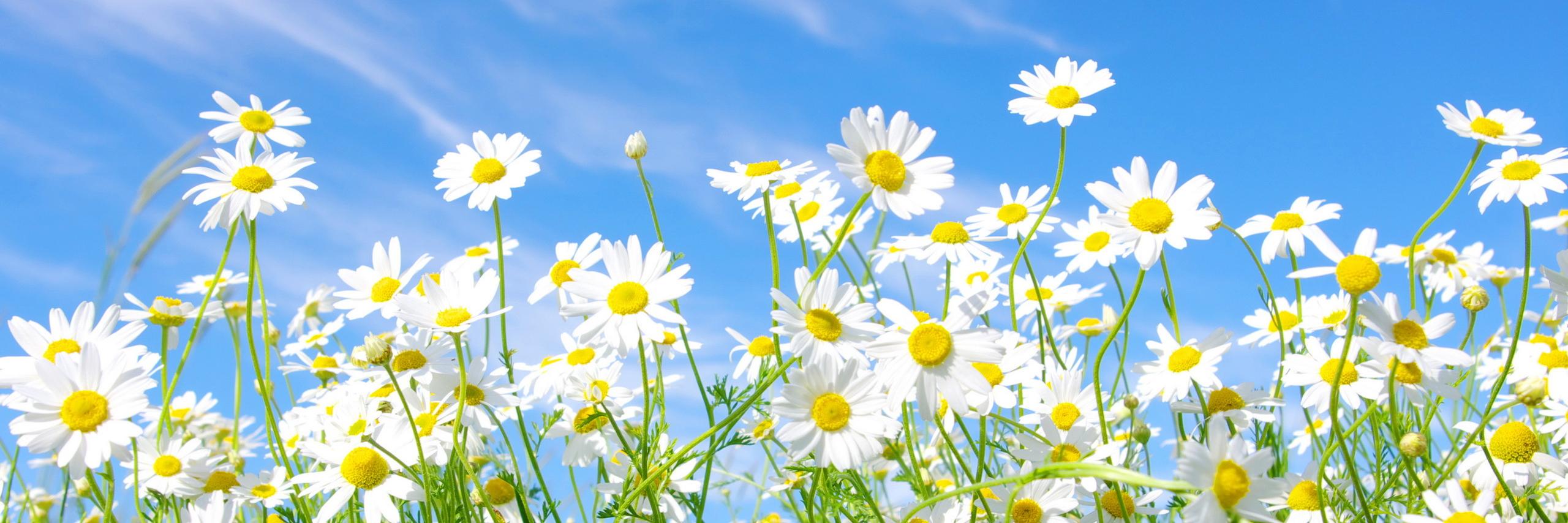 Betulsasoglu's profile banner image
