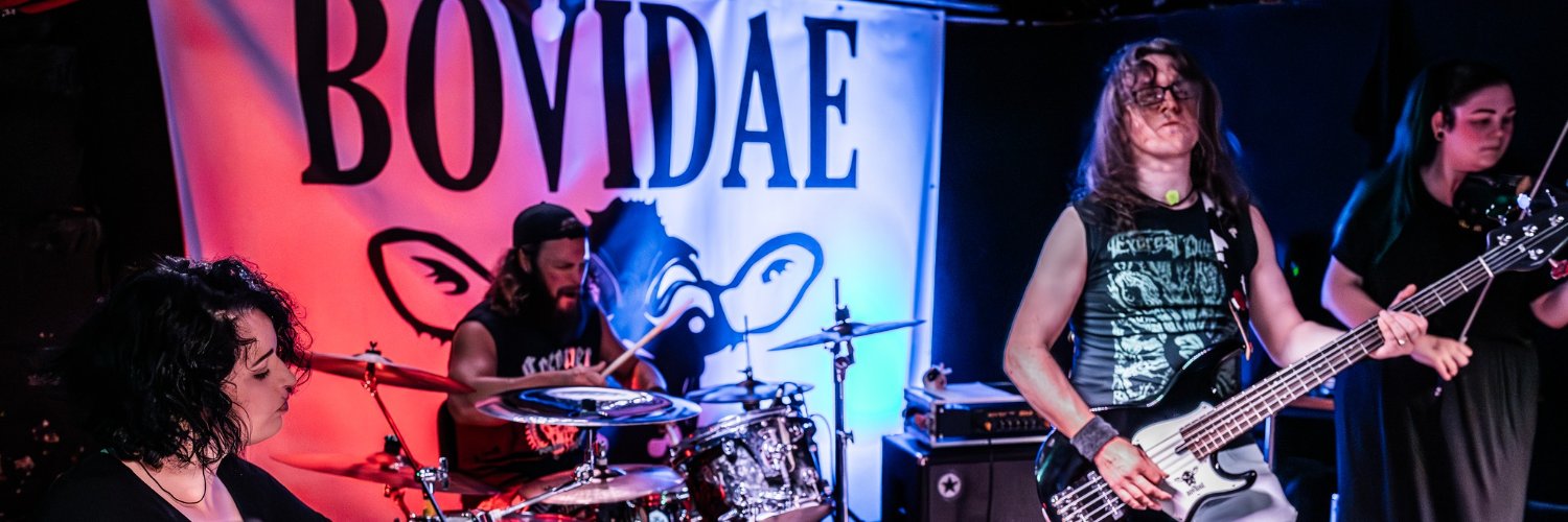 Bovidaeband's profile banner image