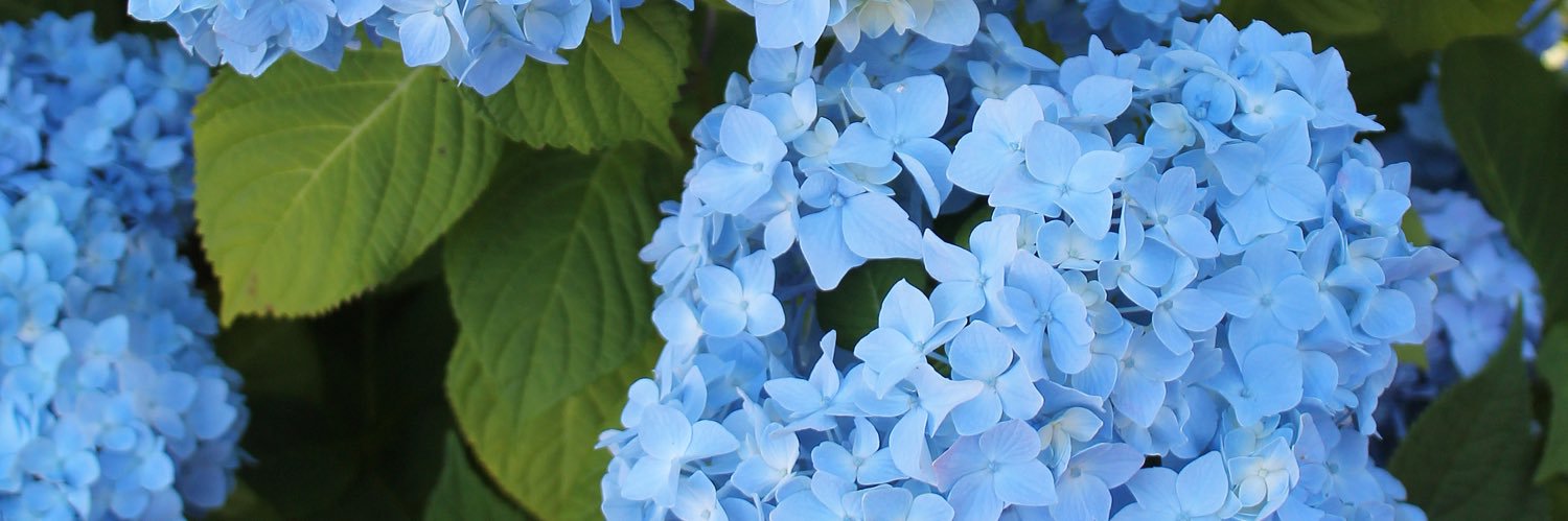 Marnely_Murray's profile banner image