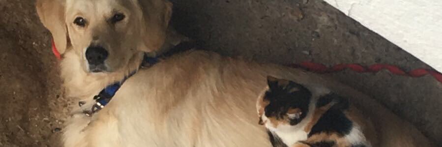 banucvsg's profile banner image