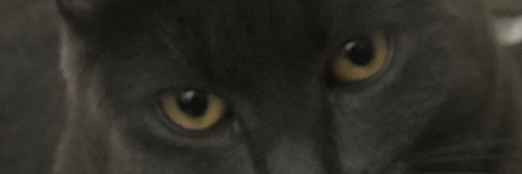 LDIMAIO's profile banner image