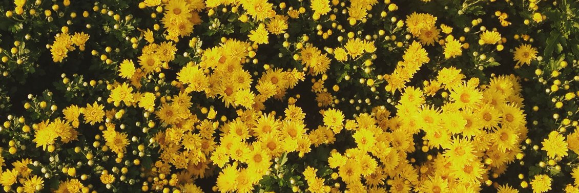 fan2_'s profile banner image