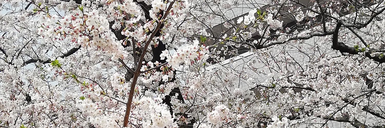 Sakura0524131's profile banner image