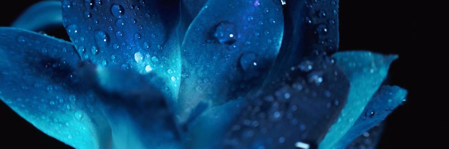 Fragrance_Dyn's profile banner image