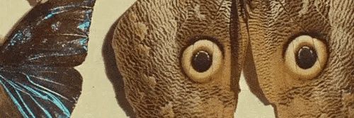 ᵃᵐᵖⁱ banner