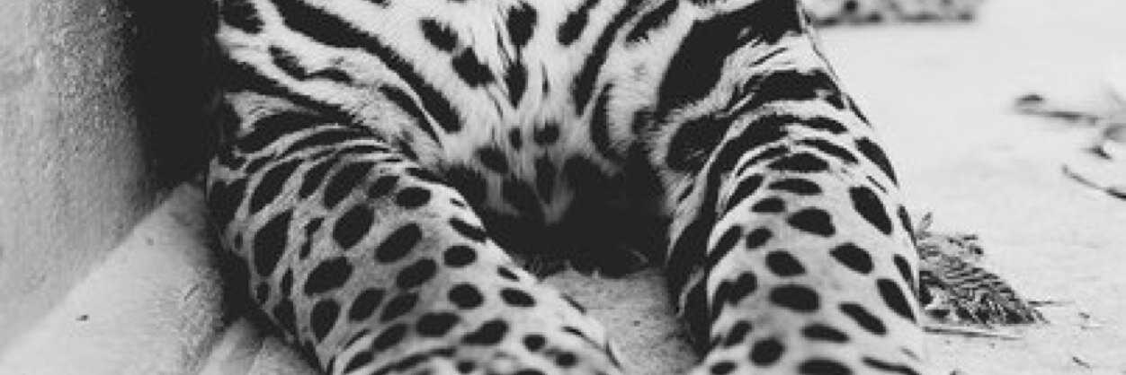 Nn_Shevchenko's profile banner image