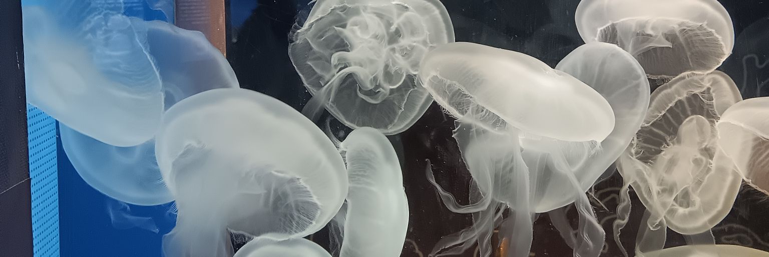 kotuna13's profile banner image