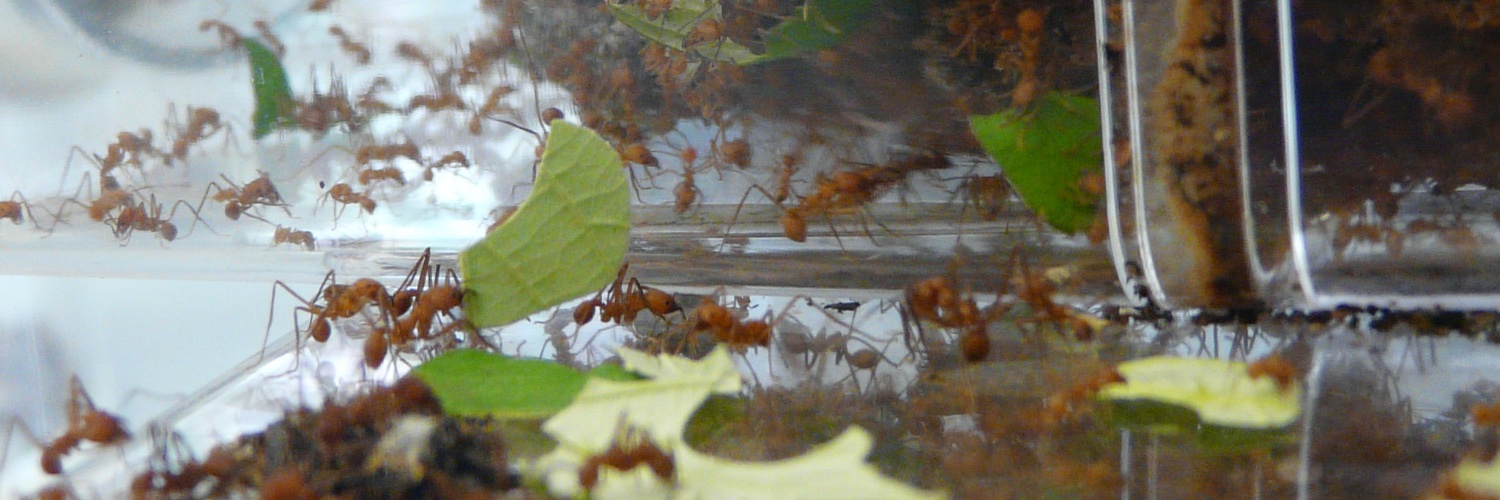 Dr. Rebecca Devine banner