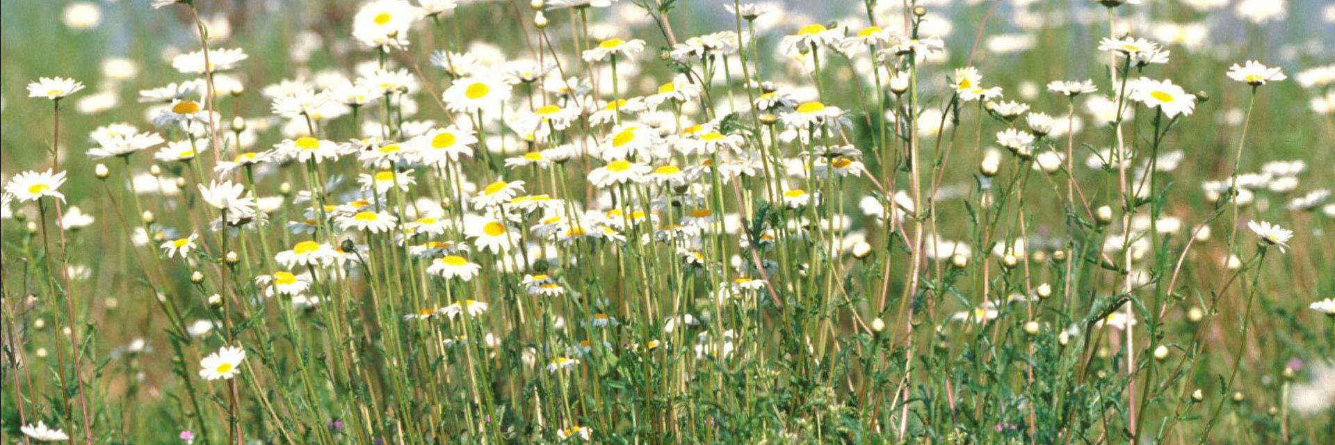 BiostationWesel's profile banner image